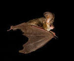 Bat removal can be scary. When you need help, call Alpha 732-899-9088