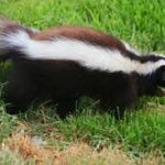 skunk removal can get you sprayed, when skunk removal is too much for you call Alpha Animal Control 732-899-9088