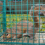 We remove many animals in a trap, call Alpha 732-899-9088